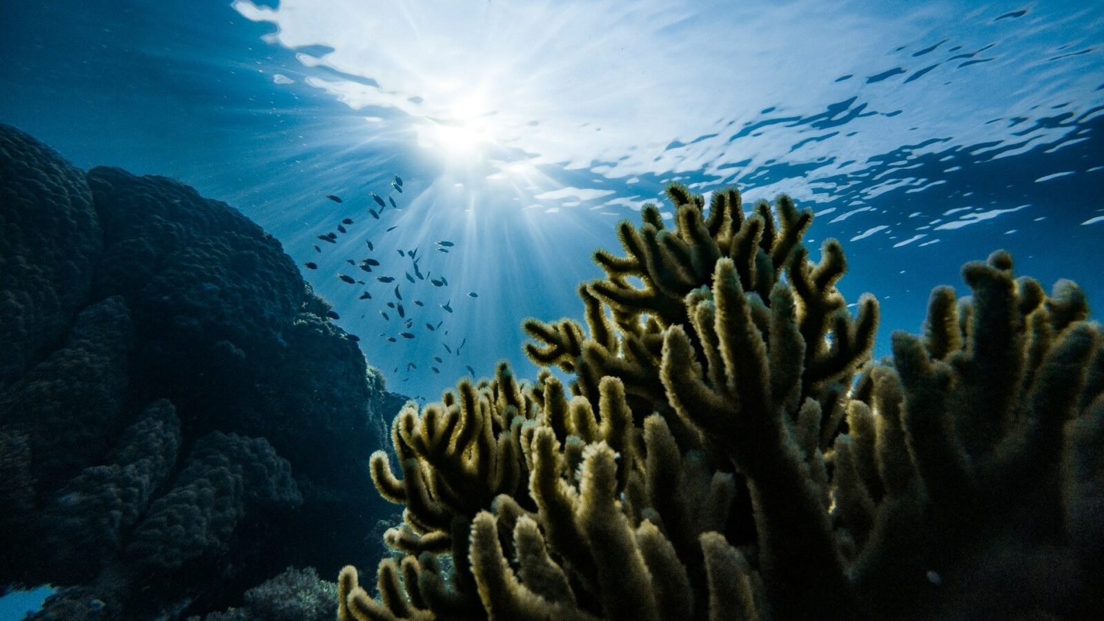 Oceaniczne głębiny &#8211; zdjęcie poglądowe /Fot. Unsplash

